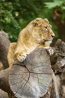 Asiatic lion (Panthera leo persica) female lying on a tree trunk