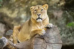 Asiatic lion (Panthera leo persica) female lying on a tree trunk