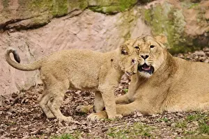 Asiatic lion (Panthera leo persica) female (mother) with her cub