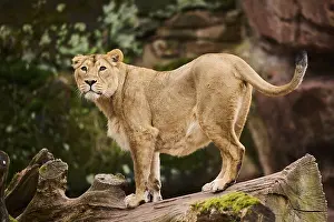 Asiatic lion (Panthera leo persica) female standing on a tree trunk