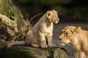 Asiatic lion (Panthera leo persica) lioness with her cub