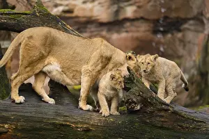 Asiatic lion (Panthera leo persica) lioness with her cubs