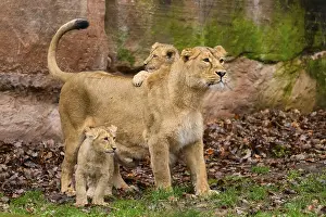 Asiatic lion (Panthera leo persica) lioness playing with her cubs