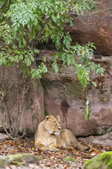 Asiatic lion (Panthera leo persica) lying on the ground