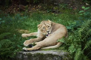 Asiatic lion (Panthera leo persica) lying on a meadow
