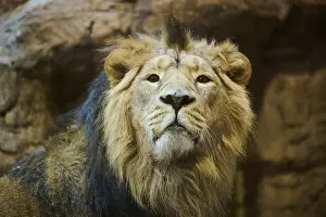 Asiatic lion (Panthera leo persica) male