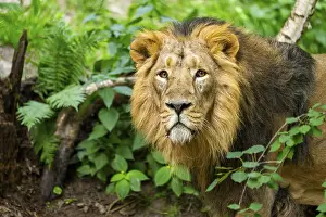 Asiatic lion (Panthera leo persica) male