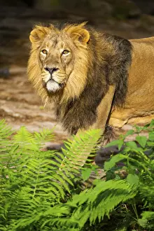 Asiatic lion (Panthera leo persica) male