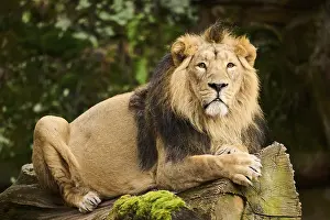 Asiatic lion (Panthera leo persica) male lying
