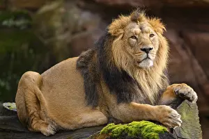 Asiatic lion (Panthera leo persica) male lying on a tree trunk