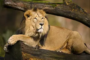 Asiatic lion (Panthera leo persica) male lying on a tree trunk