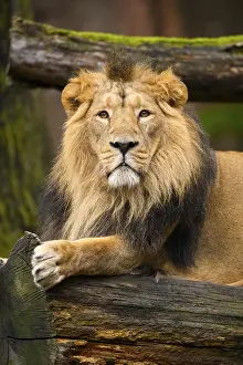 Asiatic lion (Panthera leo persica) male lying on a tree trunk