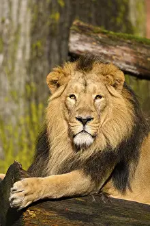 Asiatic lion (Panthera leo persica) male lying on a tree trunk