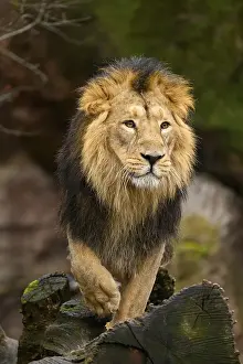 Asiatic lion (Panthera leo persica) male standing on a tree trunk