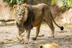 Asiatic lion (Panthera leo persica) male walking around on the ground