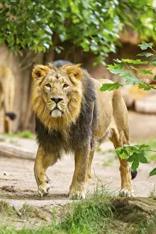 Asiatic lion (Panthera leo persica) male walking around on the ground