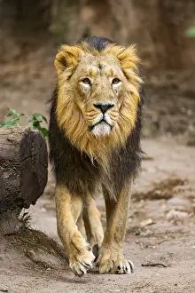 Asiatic lion (Panthera leo persica) male walking around on the ground