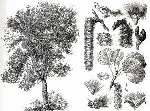 Aspen or trembling aspen (Populus tremula)