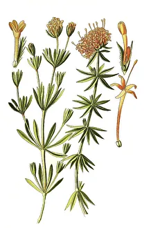 Asperula (orientalis), Crossworts