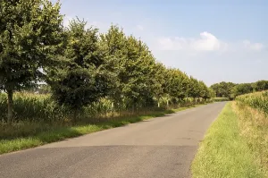 Asphalt road bordered by trees and corn fields in borken