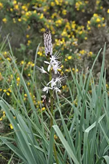 Asphodele, A tall stem with white flowers surrounded by green leaves