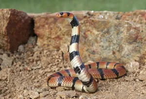 (Aspidelaps lubricus)