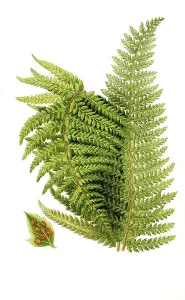 Aspidium aculeatum var subtripinnatum
