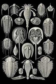 Aspidonia, Shield Animals, Art Forms of Nature
