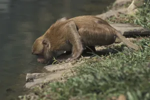 Assamese Macaque (Macaca assamensis)