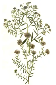 Aster angustifolius serotinus canadensis flore caeruleo and Aster ramosus tenuifolius flore minore violaceo