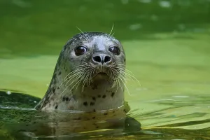 Astonished seal looking out of the water