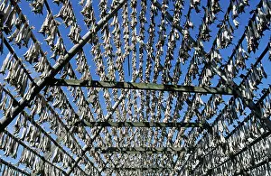 Atlantic atlantic cod (Gadus morhua) drying as stockfish on wooden racks