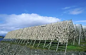 Atlantic atlantic cod (Gadus morhua) drying as stockfish on wooden racks