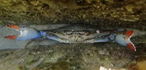 Framed Print : A atlantic blue crab (Callinectes sapidus) threatens in its hiding place with its claws