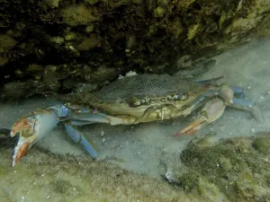 Framed Print : Atlantic blue crab (Callinectes sapidus) threatens with its pincers on the seabed