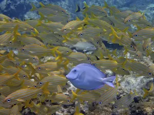 Framed Print : Atlantic blue tang (Acanthurus coeruleus) in school