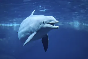 Atlantic bottlenose dolphin (Tursiops truncatus) swimming in the water