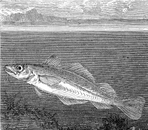 Atlantic cod or codfish, Gadus morhua