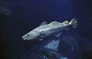 ATLANTIC COD (gadus morhua)