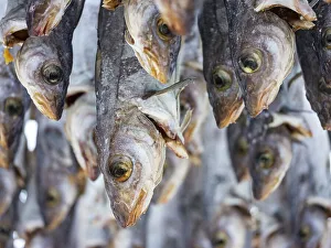 Atlantic cod (Gadus morhua) hung up to dry as stockfish