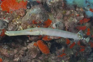 Atlantic cornetfish (Aulostomus strigosus)