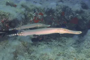 Atlantic cornetfish (Aulostomus strigosus)