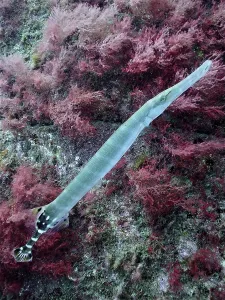 Atlantic cornetfish (Aulostomus strigosus)