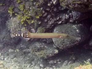Atlantic cornetfish (Aulostomus strigosus)