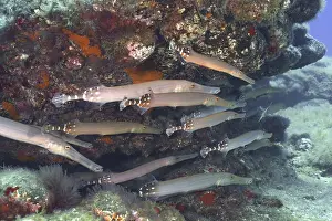 Atlantic cornetfish (Aulostomus strigosus)