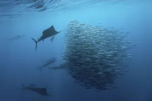 Atlantic fanfish hunting sardines