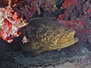 Category Coral Reefs DE Prints: Atlantic goliath grouper (Epinephelus itajara) with open mouth at cleaning station