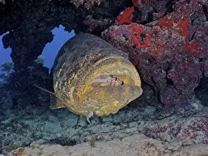Category Coral Reefs DE Prints: Atlantic goliath grouper (Epinephelus itajara) with open mouth at cleaning station