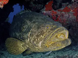 Atlantic goliath grouper (Epinephelus itajara) with open mouth at cleaning station