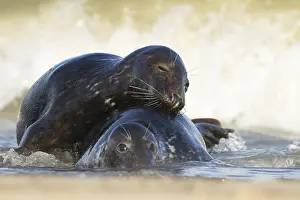 Atlantic grey seal (Halichoerus grypus)
